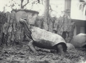 Tortue géante de l